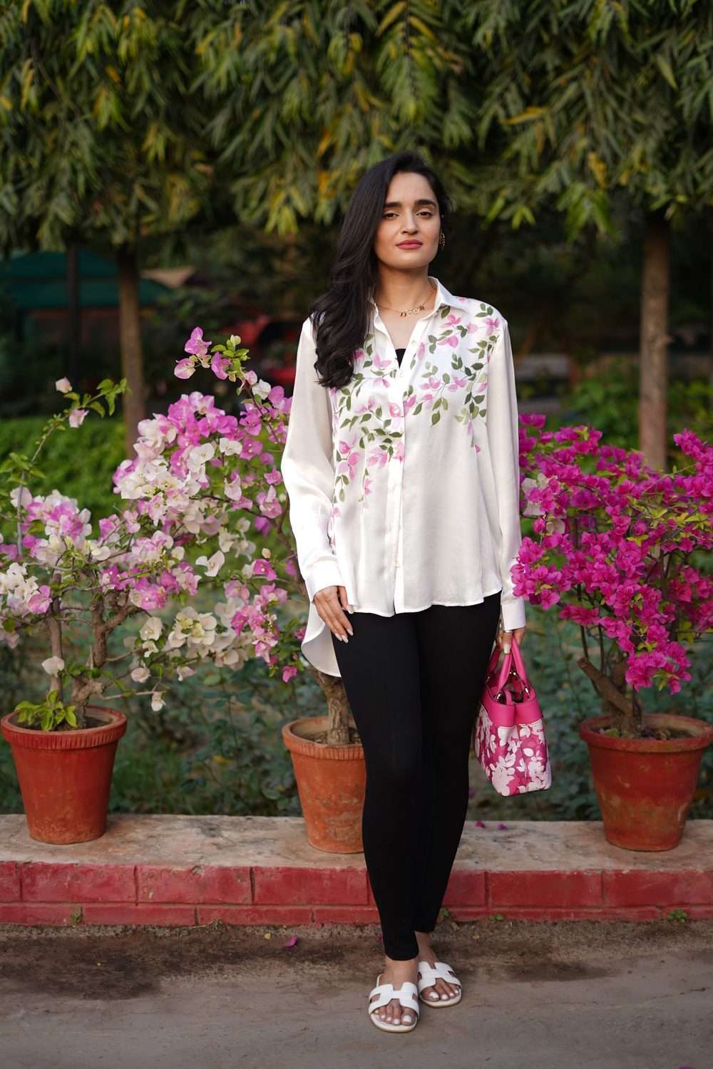 Bougainvilleas Bloom